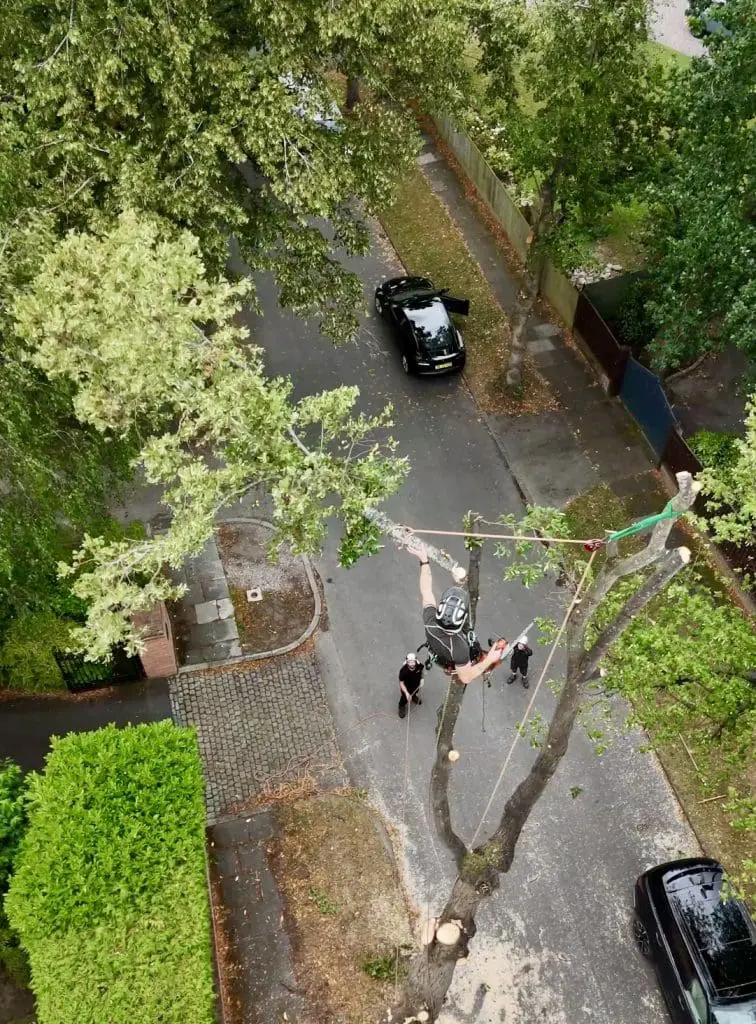 Tree dismantling in Manchester on a residential street with climber working at height and ground crew managing chipper and truck below